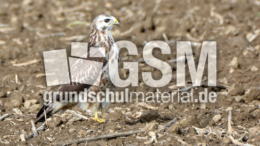 Mäusebussard_ (7).jpg